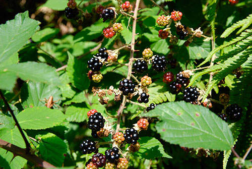 Brombeeren