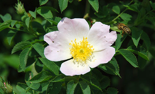 Wilde Rose (Hagebutte)