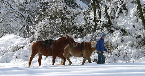 Pferde im Schnee